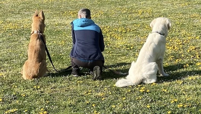 Hund und Mensch-Was Menschen brauchen