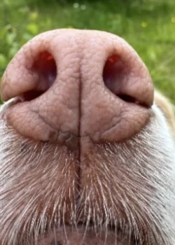 die Nase weiß mehr die Nase weiß mehr
