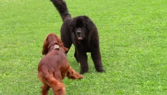 seminar-zwischen den Zeilen der Hunde