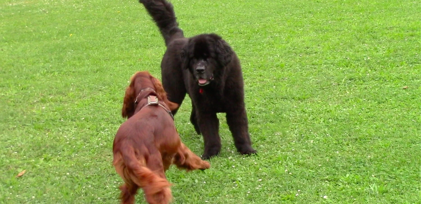 seminar-zwischen den Zeilen der Hunde seminar-zwischen den Zeilen der Hunde