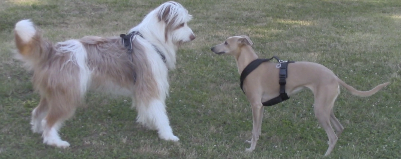zwei Hunde, zwei Temperamente 2